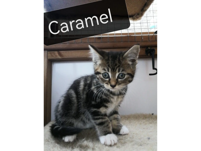 Caramel