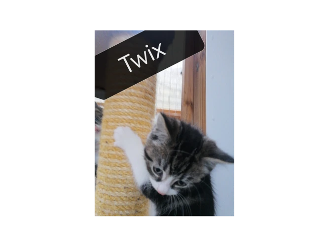 Twix