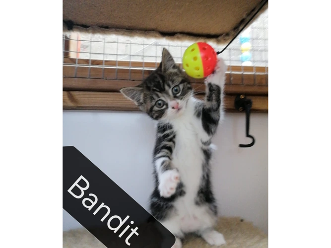 Bandit