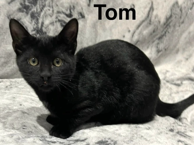 TOM