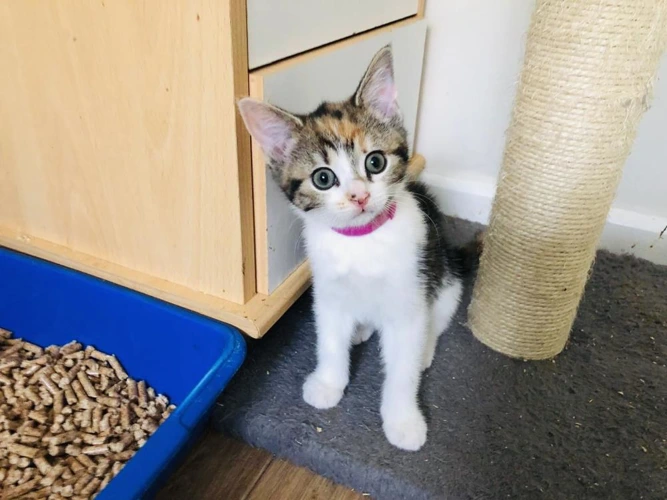 dark pink collar Maisie