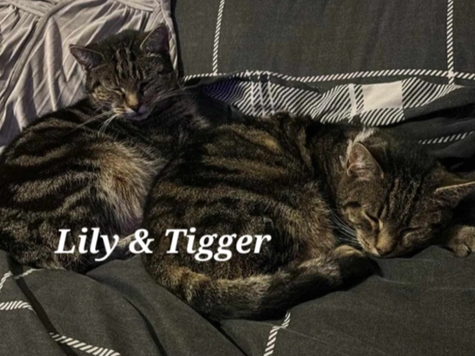 TIGGER & LILY (DH)