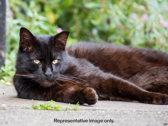 Four outdoor cats seeking their forever homes