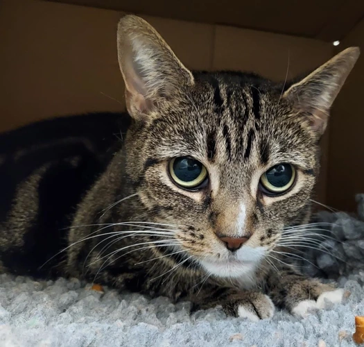 ADOPT ME IN THE NEW YEAR - Mittens - 8year old