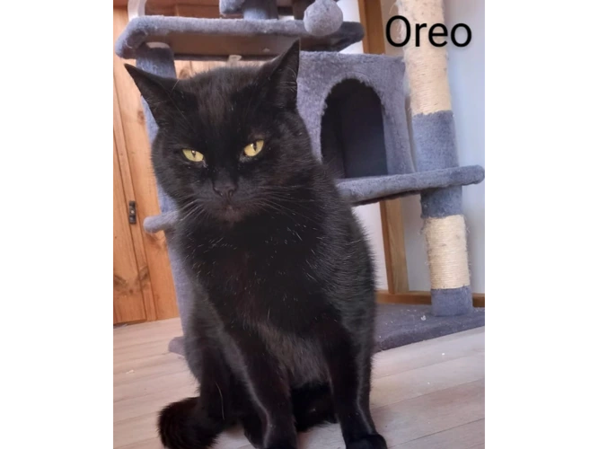 Oreo