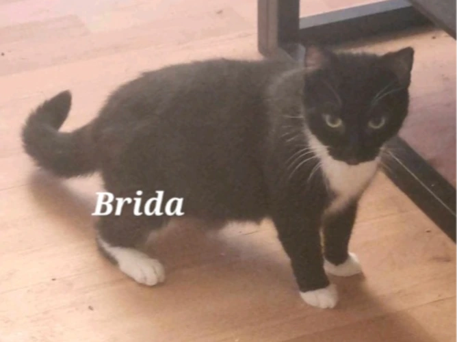 BRIDA (DH)