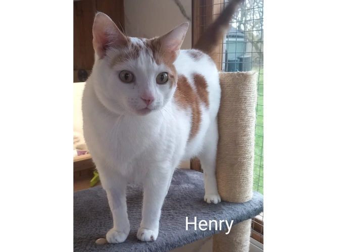 Henry