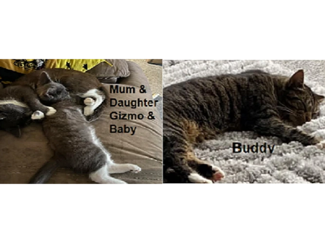 Buddy, Gizmo and Baby