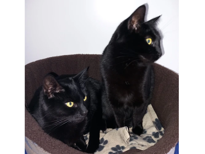 Ebony and Midnight