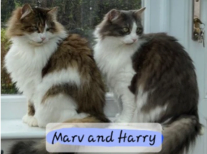 HARRY & MARV