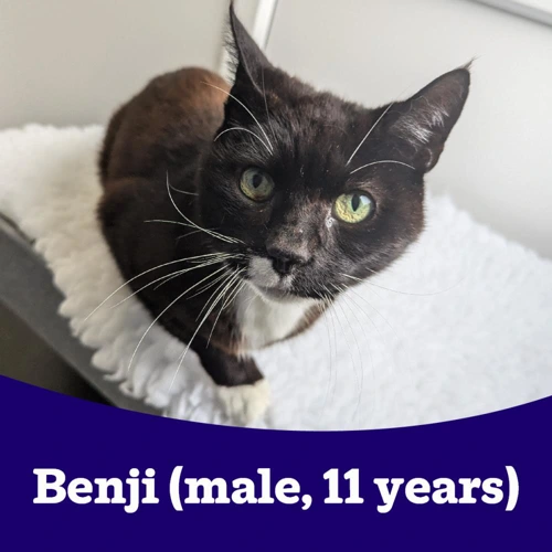 Benji