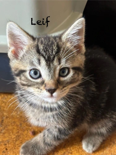 *Kitten - Leif