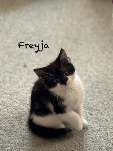 Kitten - Freyja