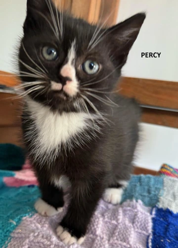 Percy