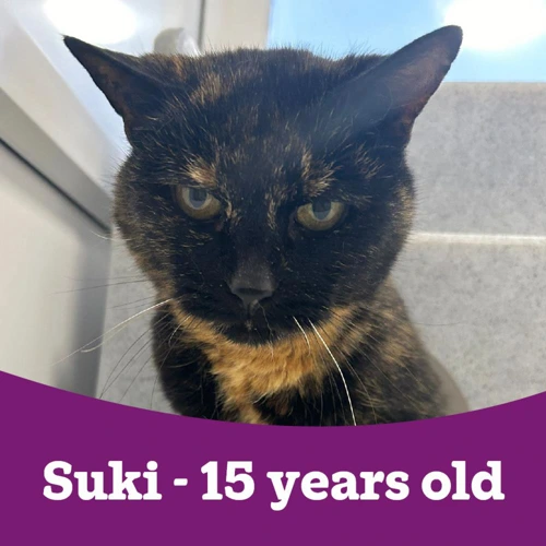 Suki