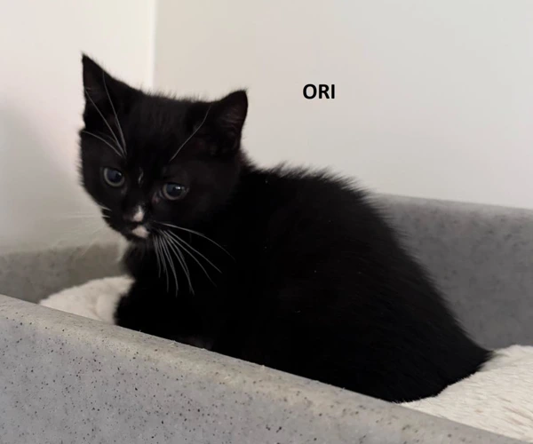 Ori