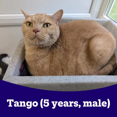 Tango