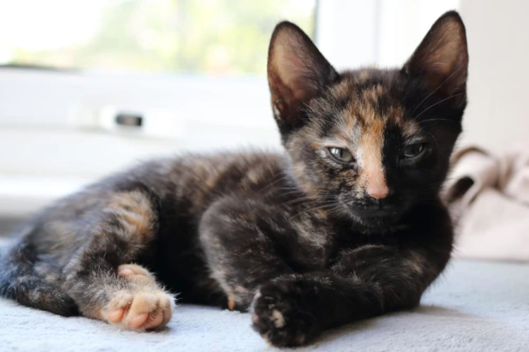 Sansa 12w Female Kitten