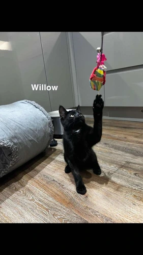 Willow