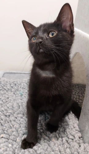 Coal - 4m male kitten