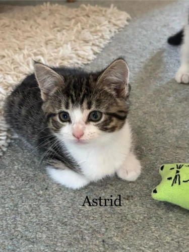 *Kitten - Astrid