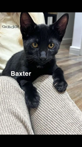 Baxter