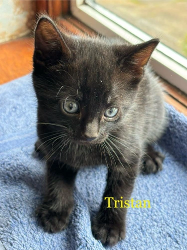 Kitten - Tristan