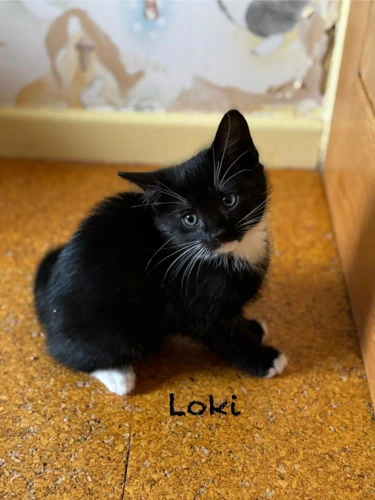 Kitten - Loki