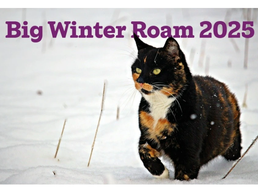 Big Winter Roam 2025