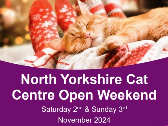 North Yorkshire Cat Centre Festive Open Weekend