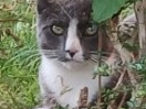 Grey & White cat - Brockham