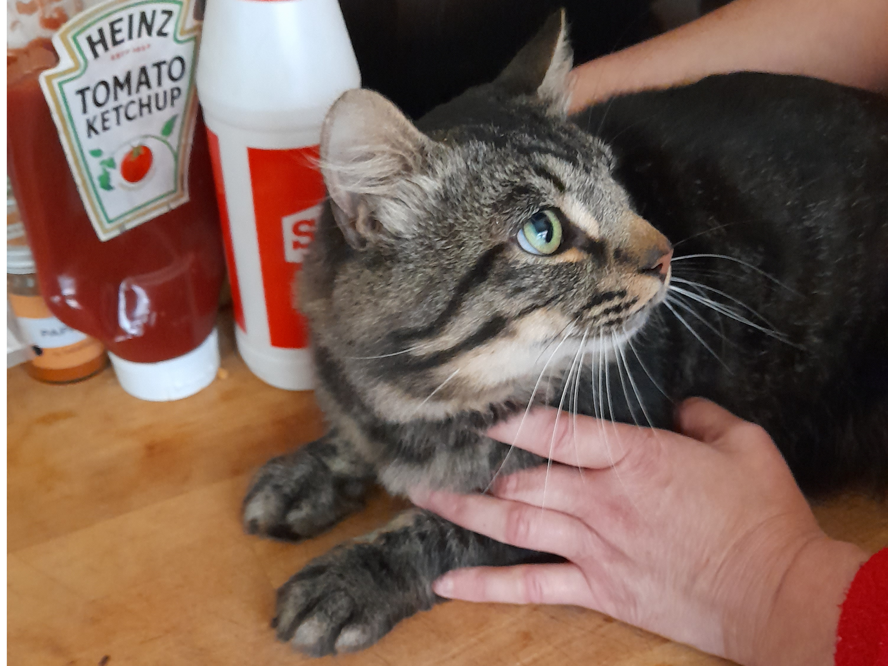 F226 - DERBY - Tabby Male