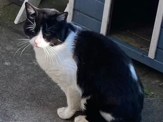 Black & White cat - Tadworth