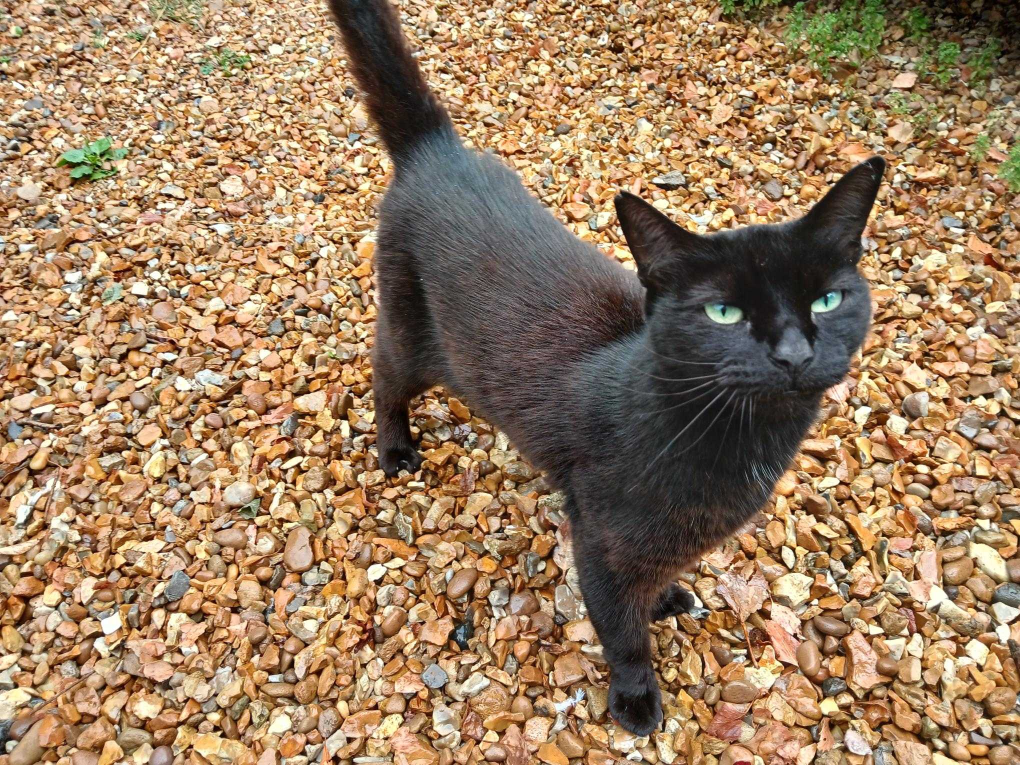 Black cat, Elizabeth Way area