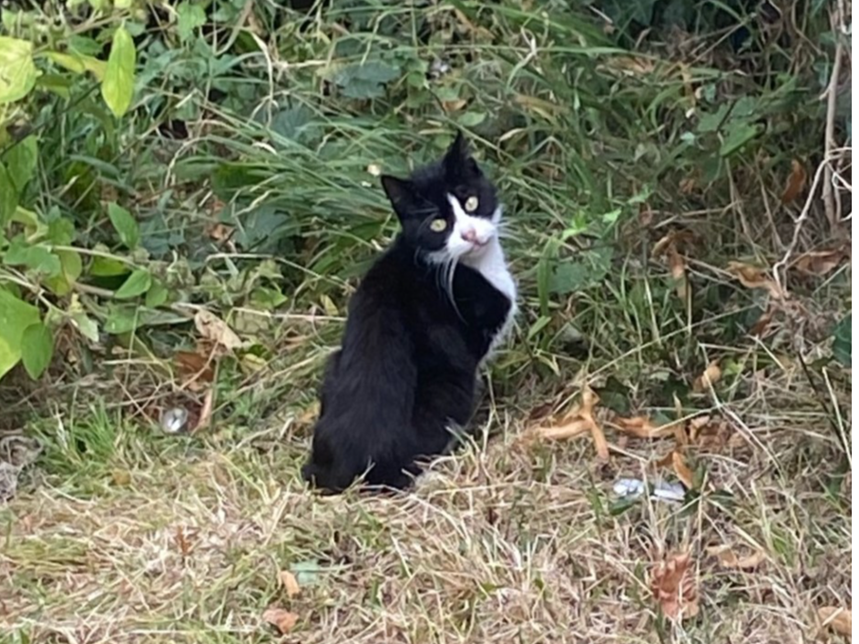 Male black and white cat in TW12