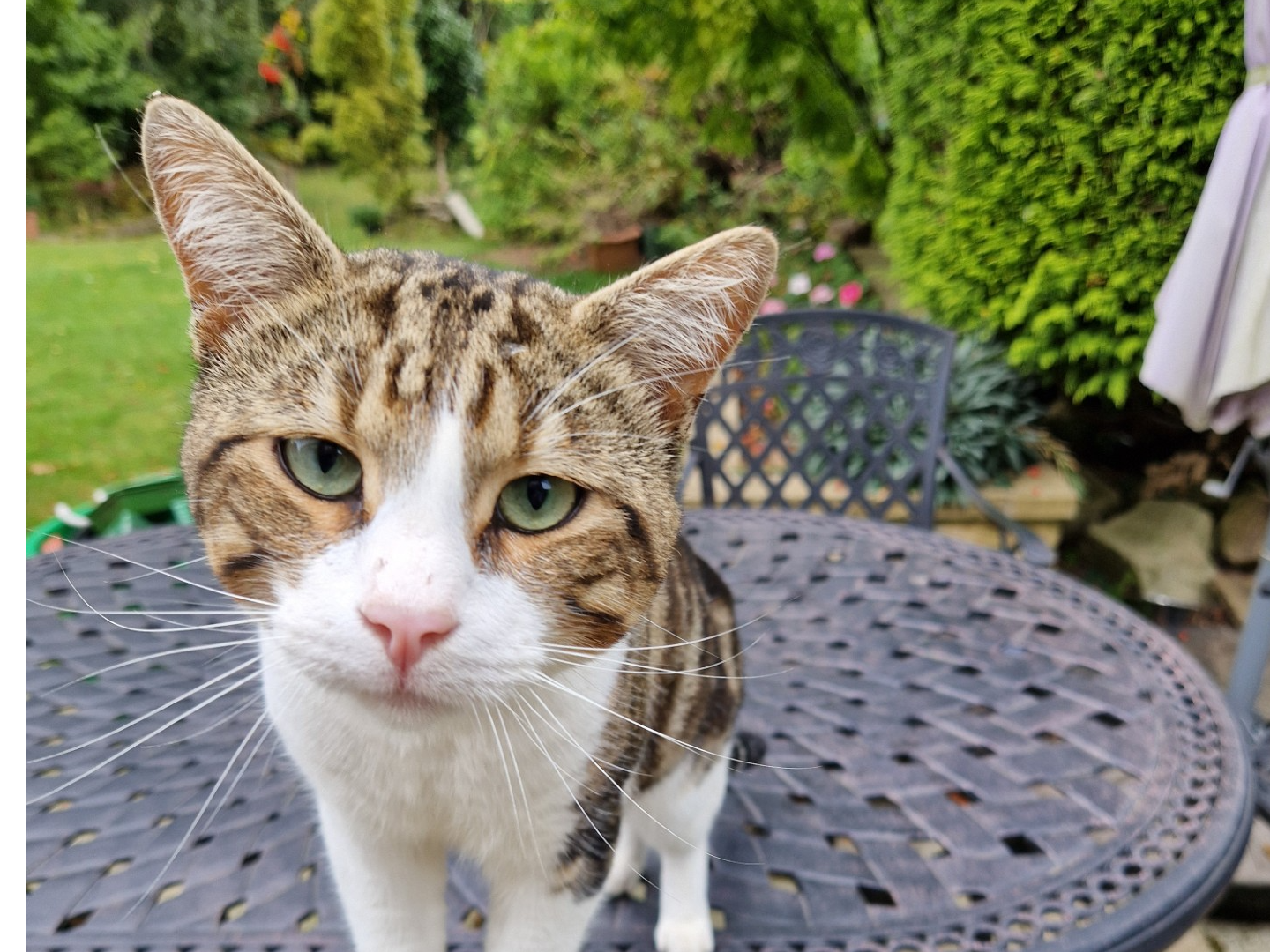 F229 - ALLESTREE - Tabby/White