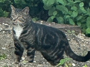 Dark tabby, Barrington