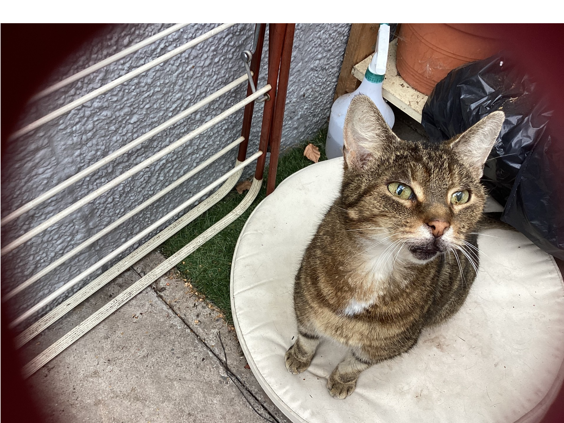 F230 - SPONDON - Tabby