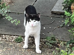 Black & White cat - Surbiton