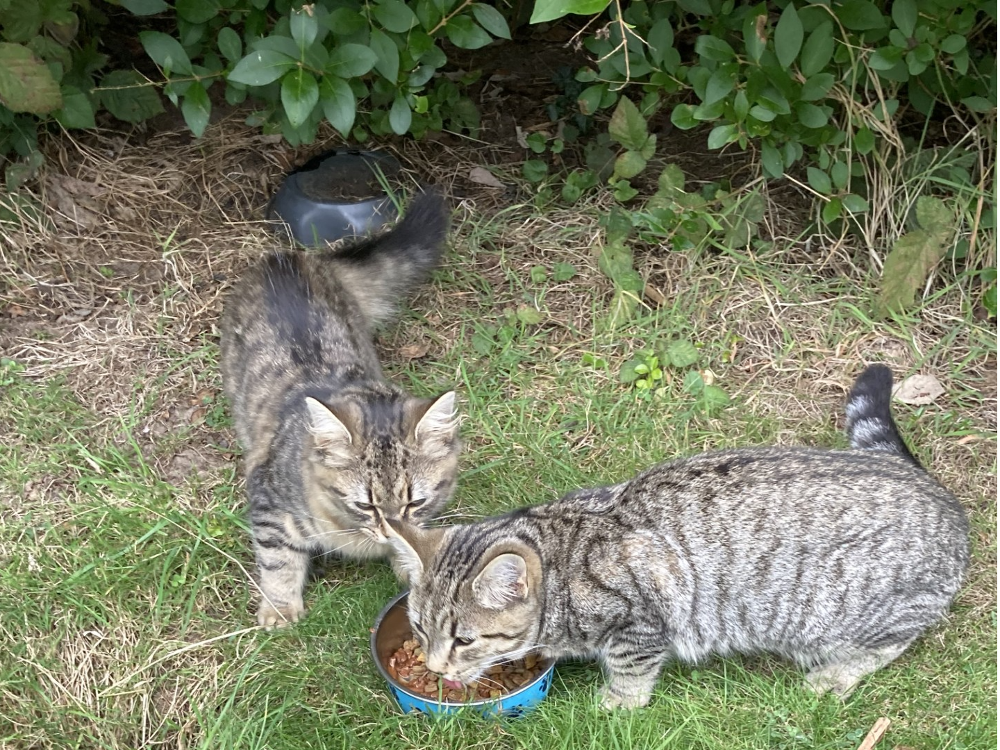 Found cats in the area CT1 1EG