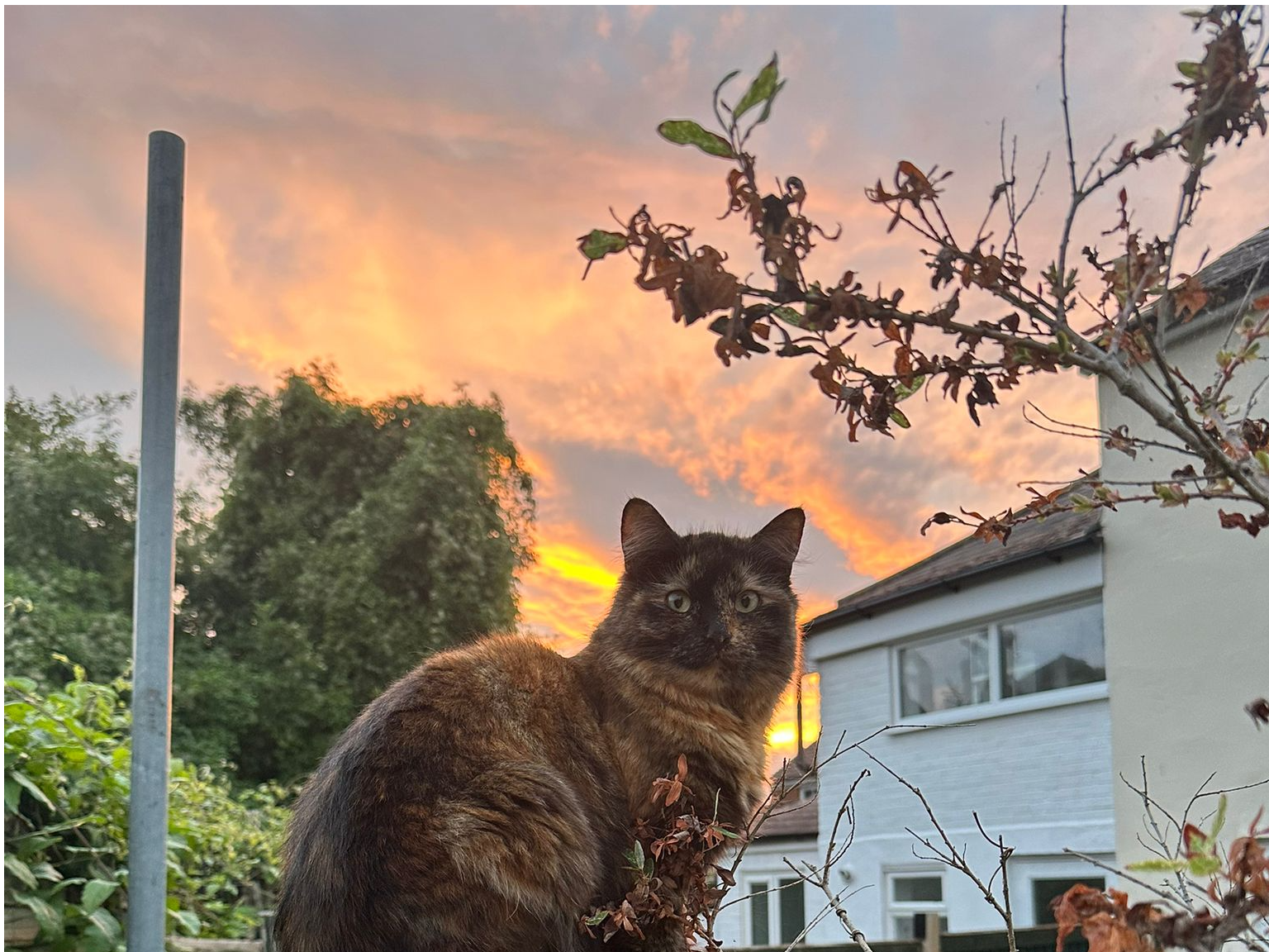 A Found Cat in Lansdown Road  CT1 3JP