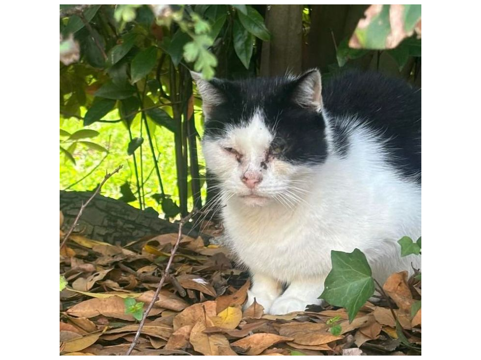 Found 2024.076 - Cleveland Road, off South Street, Gosport