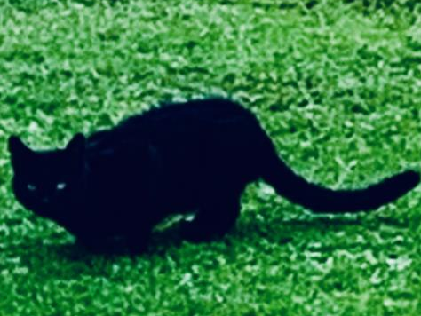 Small black cat, Histon Rd area