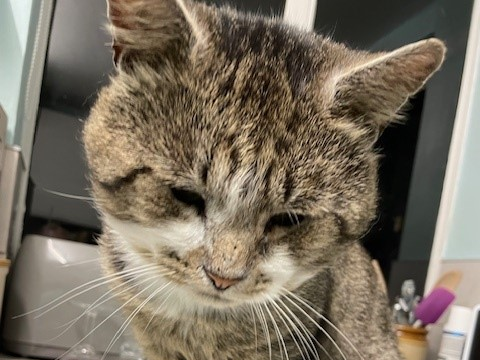 Tabby/white, Fen Ditton