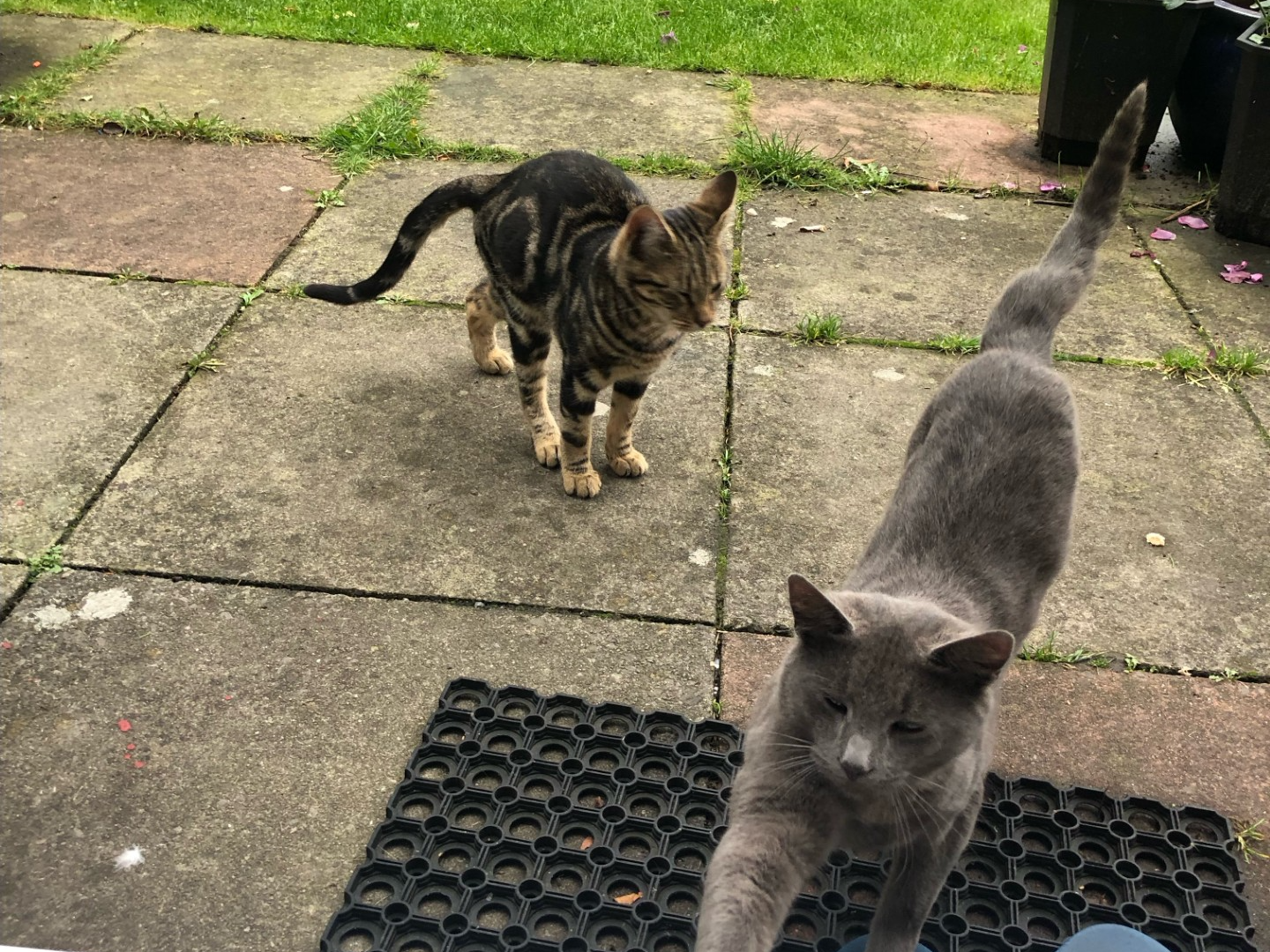 Two cats found in Withington