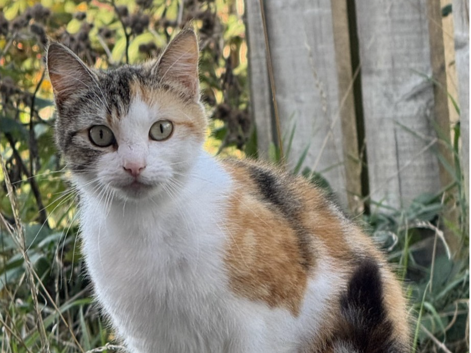 Tortie and White female