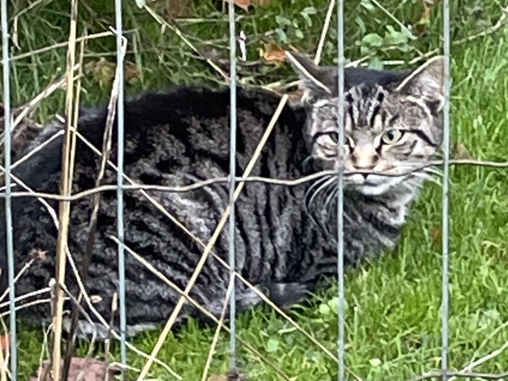 Tabby found