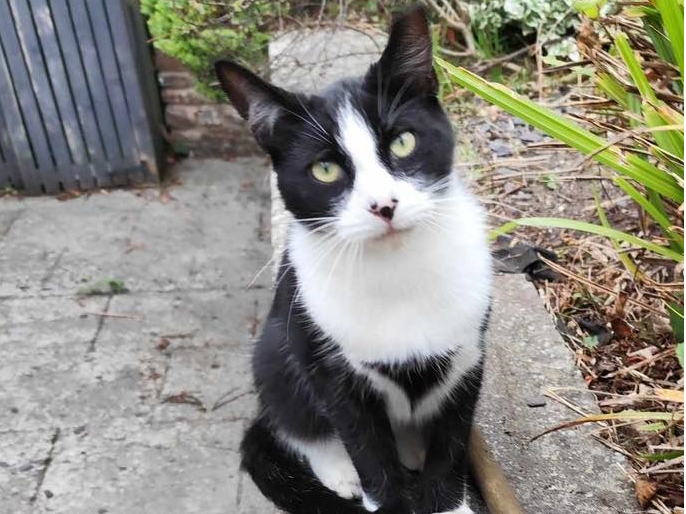 Male cat found Cheddar area