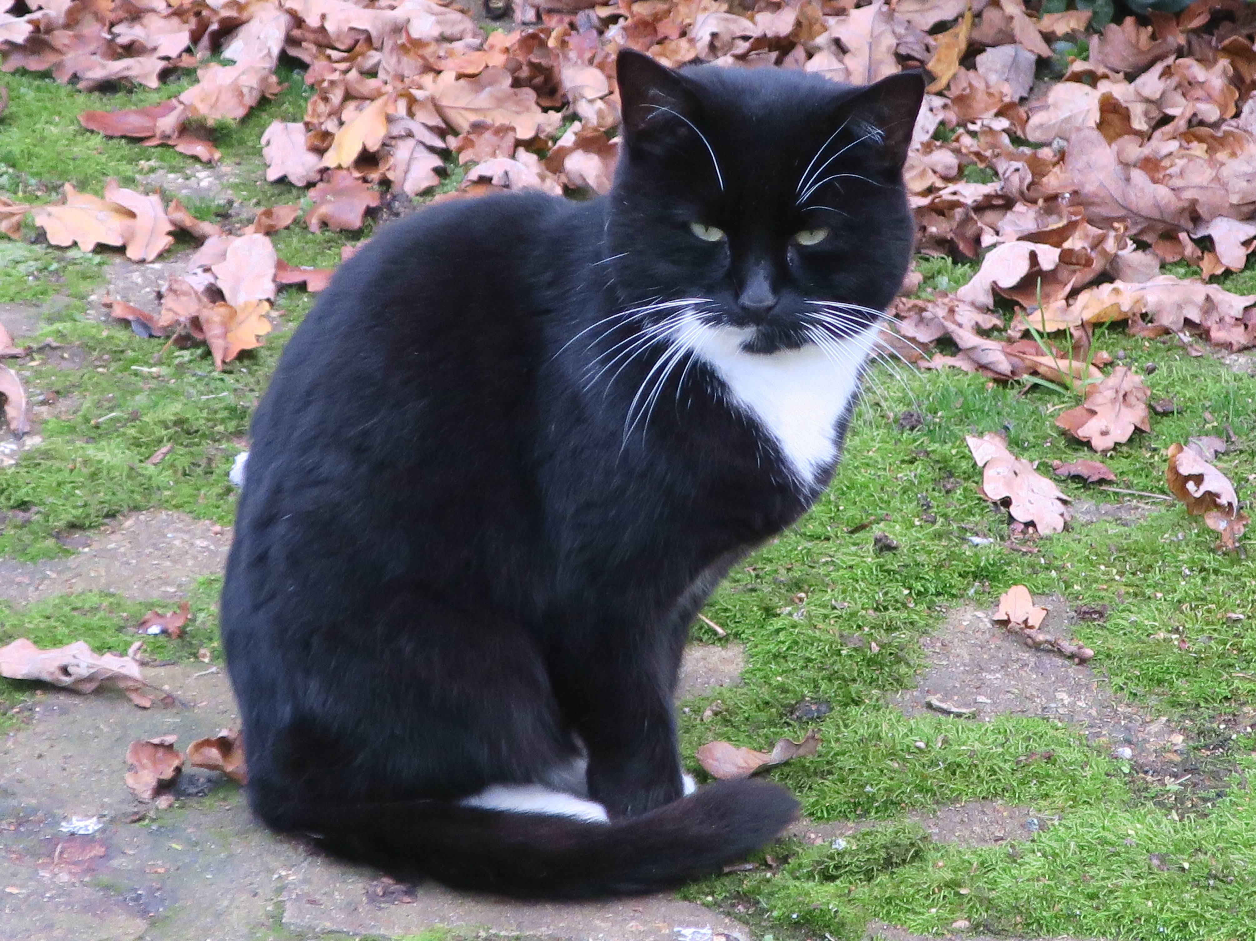 Male Black and White Cat