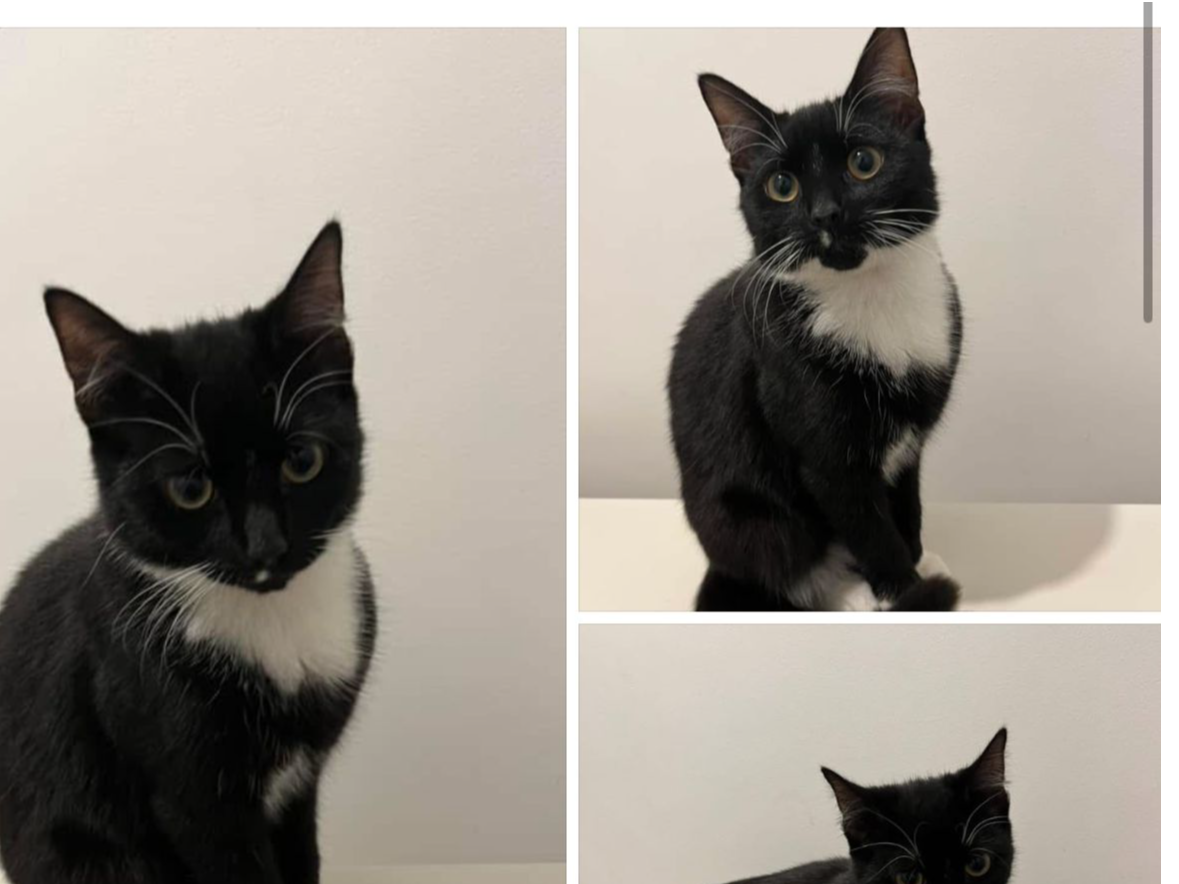 Do you own or know the owner of this gorgeous kitten/young cat.  Found yesterday crying near Acton Park W3 7JX.  Is black with white paws and chest. If  you have any information, please contact enquiries@ealing.cats.org.uk.